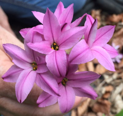 Ipheion uniflorum 'Tessa'